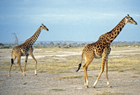 Kenya 101263.jpg